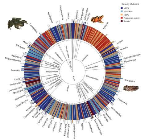 A graphic chronicling the impact of chytrid by genus. Atelopus, a genus of toads found largely in Central and South America, has been hit the hardest.